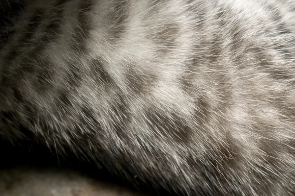 Macro de pele de gatinho pequeno Tabby — Fotografia de Stock