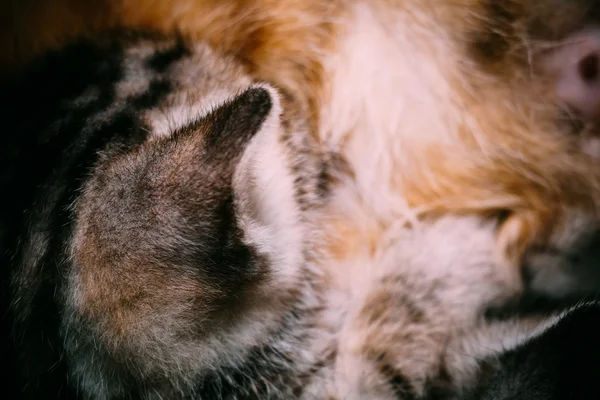Pequeño gatito Tabby piel macro —  Fotos de Stock