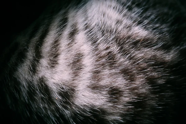 Macro de pele de gatinho pequeno Tabby — Fotografia de Stock