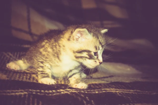 Pequeno Tabby Kitten Retro — Fotografia de Stock