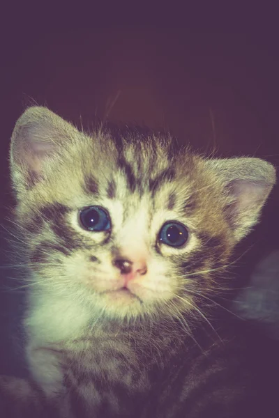 Pequeno Tabby Kitten Retro — Fotografia de Stock