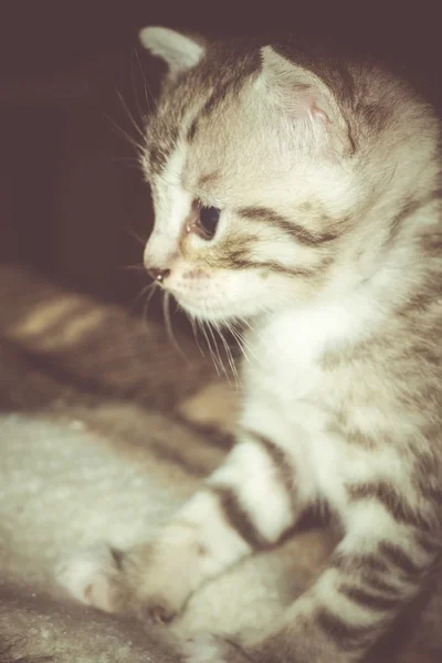 Pequeno Tabby Kitten Retro — Fotografia de Stock