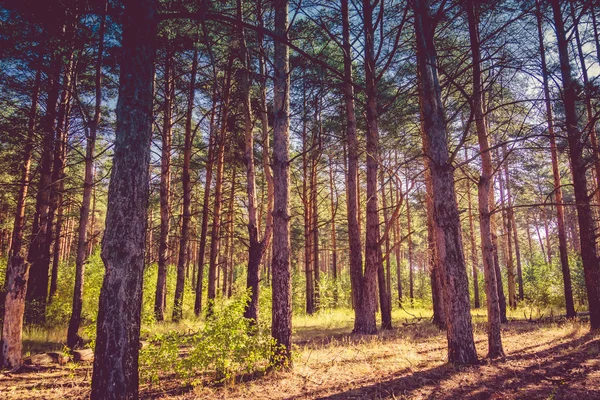Ochtend in de Retro Pine Forest — Stockfoto