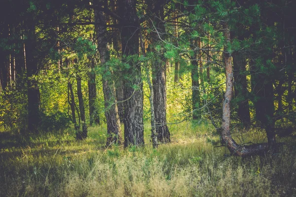 Mañana en el bosque de pinos Retro — Foto de Stock