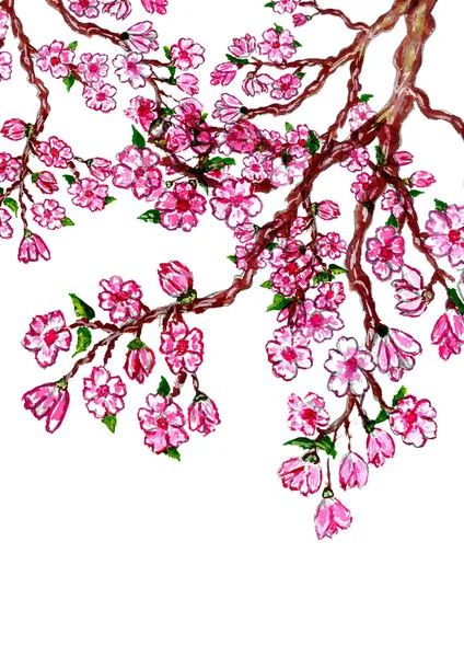 Sakura ág festés — Stock Fotó