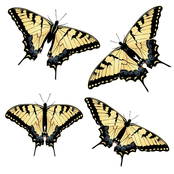 Tiger Swallowtail Butterfly — Stock vektor