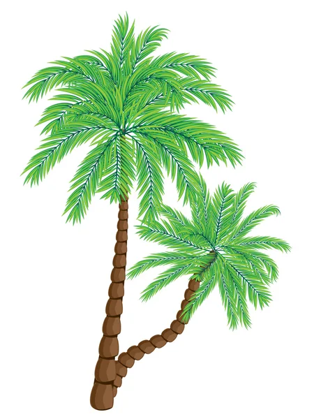 Two Palm Trees — Stock Vector