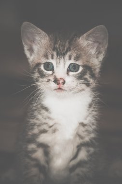Küçük Tabby yavru kedi Retro
