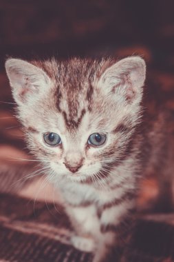 Küçük Tabby yavru kedi Retro