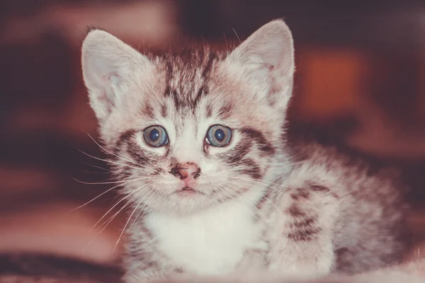 Malé Retro tříbarevné kotě — Stock fotografie
