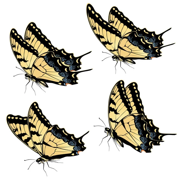 Tigre hirondelle papillon — Image vectorielle