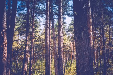 Çam ağaçları sabahları filtre