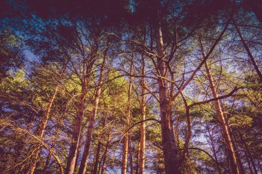 Çam ağaçları sabahları filtre