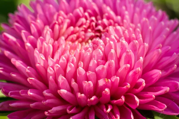 Aster flor macro — Fotografia de Stock