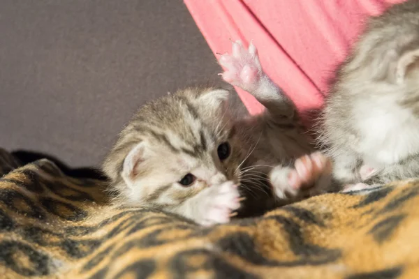 Lindo gatito tabby — Foto de Stock