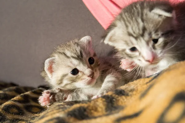 귀여운 줄무늬 고양이 — 스톡 사진
