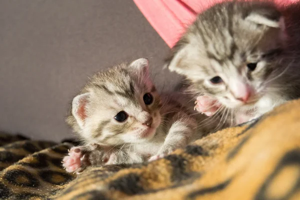 Gatinho bonito tabby — Fotografia de Stock