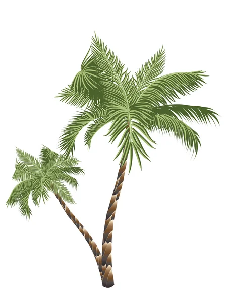 Två palmer — Stock vektor