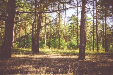 Çam ormanı sabahları filtre