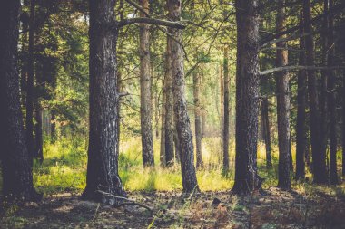 Çam ormanı sabahları filtre