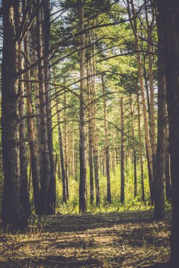 Çam ormanı sabahları filtre