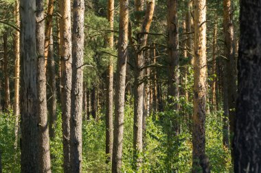 Çam ağaçları sabah
