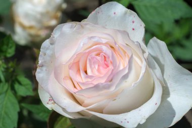 Pembe Gül tırmanma