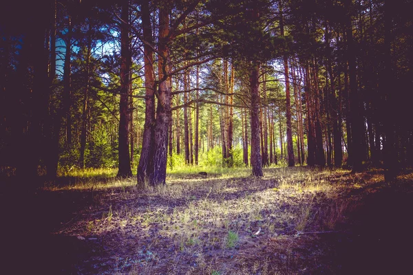 Bosque de pino por la mañana filtrado — Foto de Stock