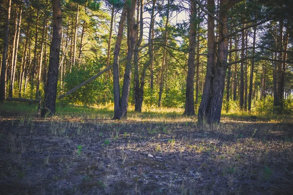 Bosque de pino por la mañana filtrado — Foto de Stock