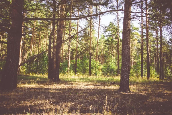 Çam ormanı sabahları filtre