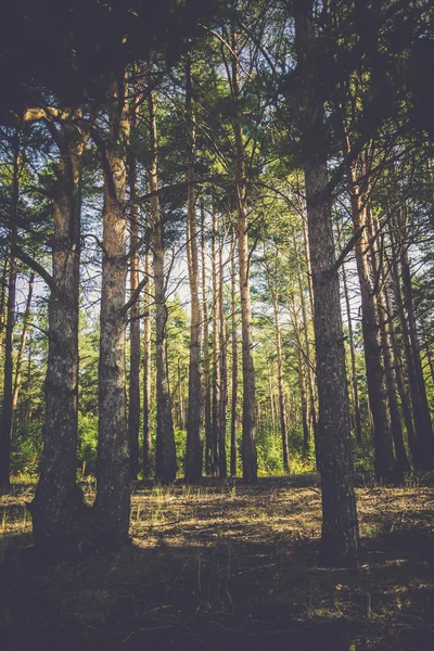 フィルター処理された朝の松林 — ストック写真