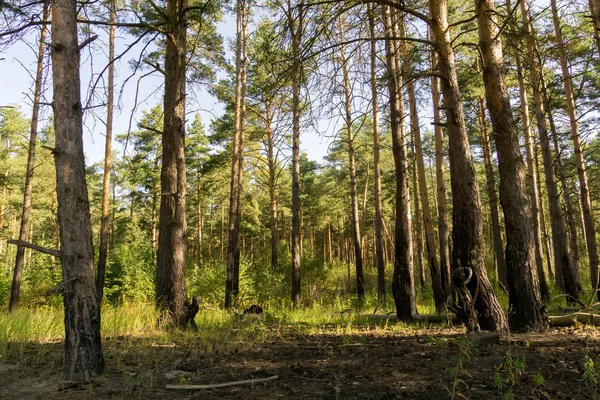 Pine Forest in the Morning