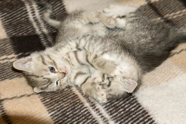 Két kis cirmos cica — Stock Fotó