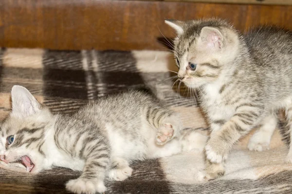 Dos gatitos Tabby — Foto de Stock