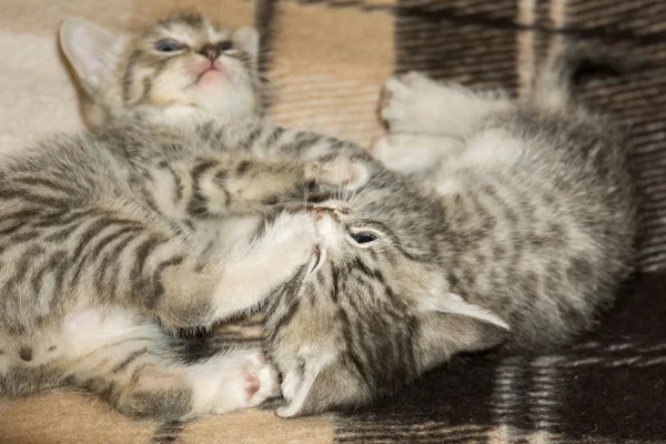 Δύο μικρά τιγρέ γατάκια — Φωτογραφία Αρχείου