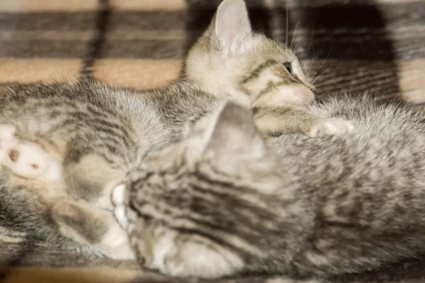 Два крихітних кошенят таббі — стокове фото