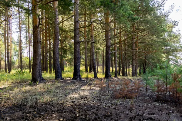 Pine Forest in the Morning Royalty Free Stock Images