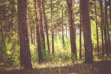 Çam ormanı sabahları filtre