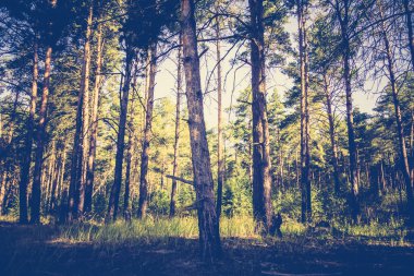 Çam ormanı sabahları filtre