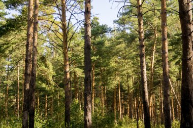 Çam ağaçları sabah