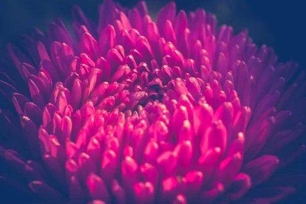 Aster çiçek makro filtre — Stok fotoğraf