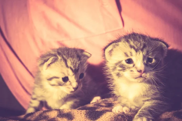 レトロなかわいいとらの子猫 — ストック写真