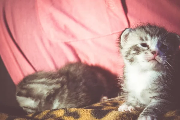 Bonito Tabby Kitten Retro — Fotografia de Stock