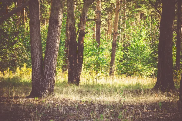 Bosque de pino por la mañana filtrado — Foto de Stock