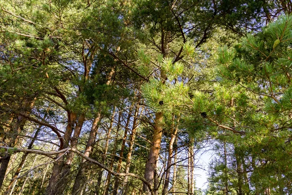 Çam ağaçları sabah