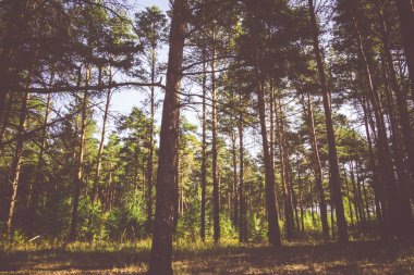 Çam ormanı sabahları filtre