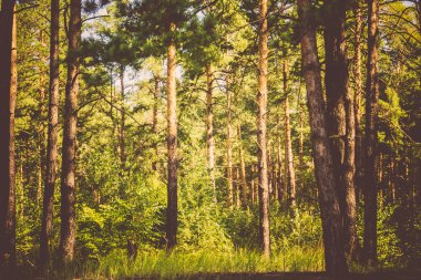 Çam ormanı sabahları filtre