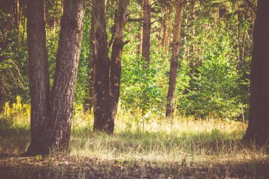 Çam ormanı sabahları filtre