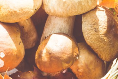 Porcini mantar bir sepet içinde