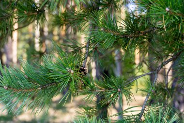 Çam ağaçları sabah